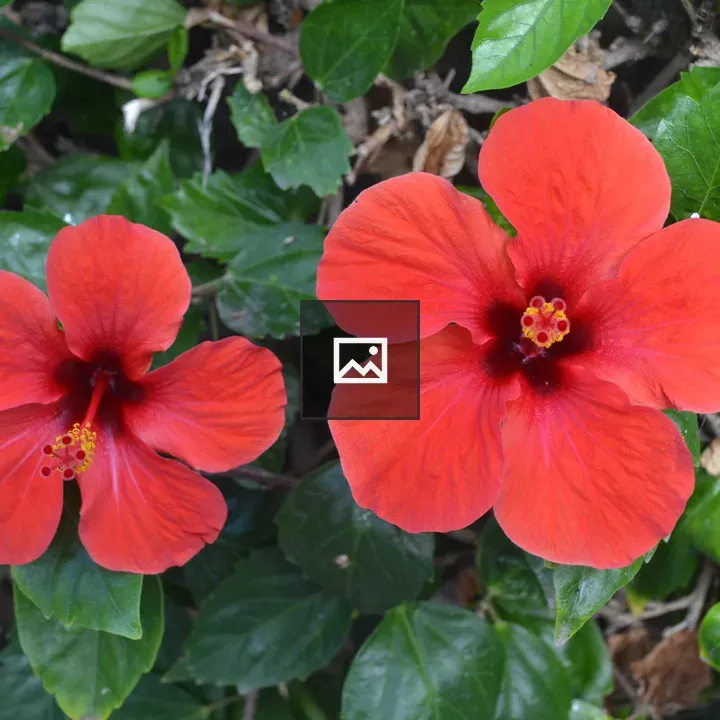 Twin red hibiscus flowers