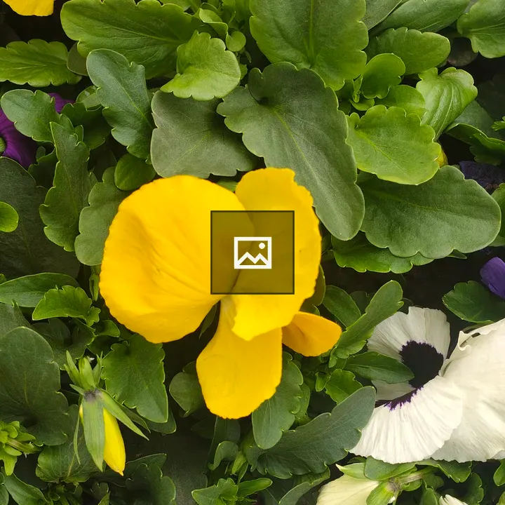 Yellow pansies with green foliage
