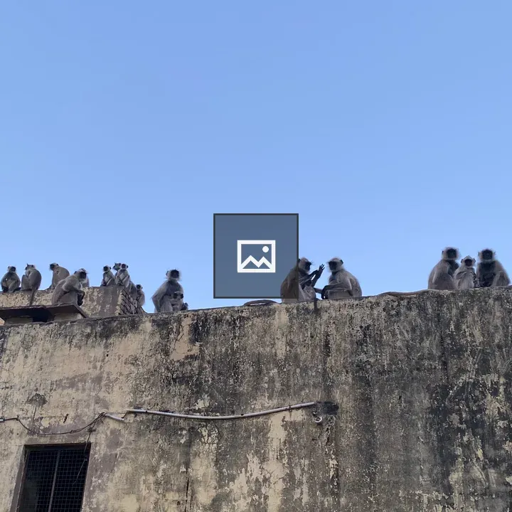 Monkeys on old wall