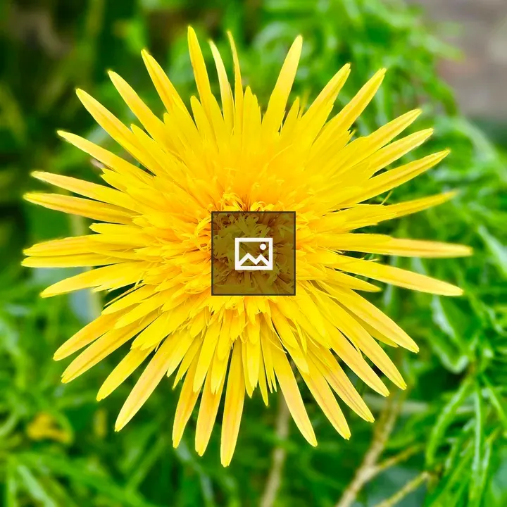 Yellow dandelion close-up