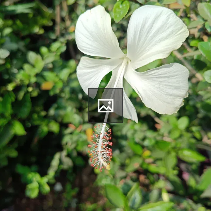 White hibiscus close-up