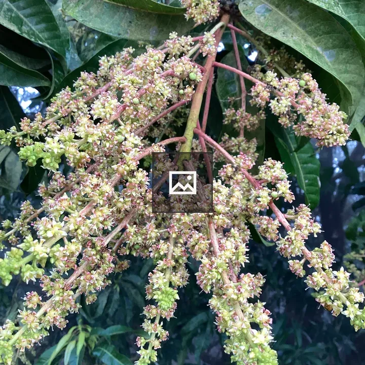 Mango flowers blooming