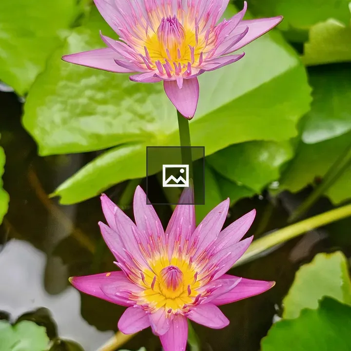 Pink water lily twin flowers