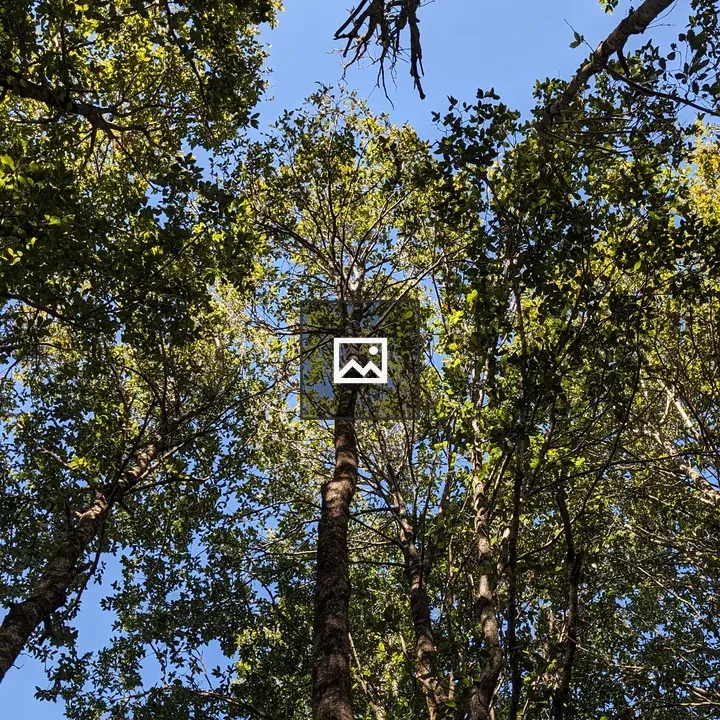 Tall trees from below