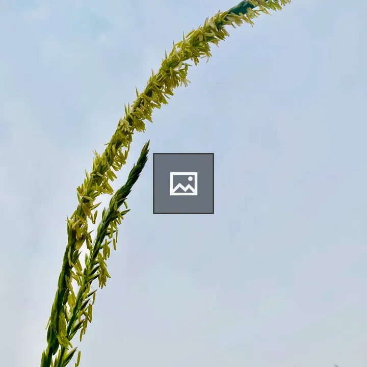 Corn tassels against blue sky