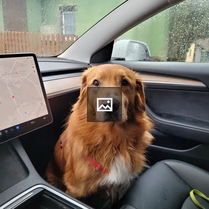 Dog in a Tesla car