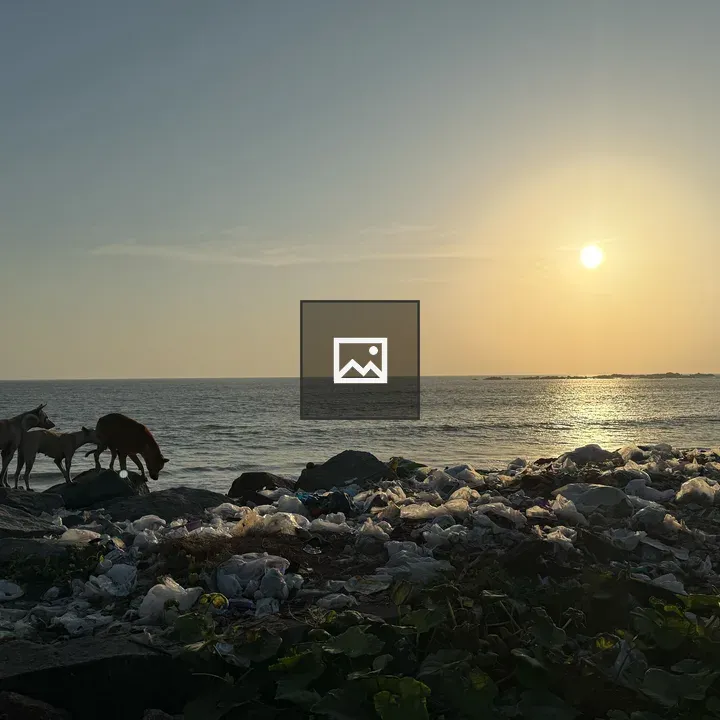 Seaside Sunset with Dogs and Trash