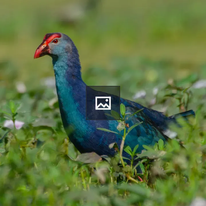 Indian purple moorhen in water
