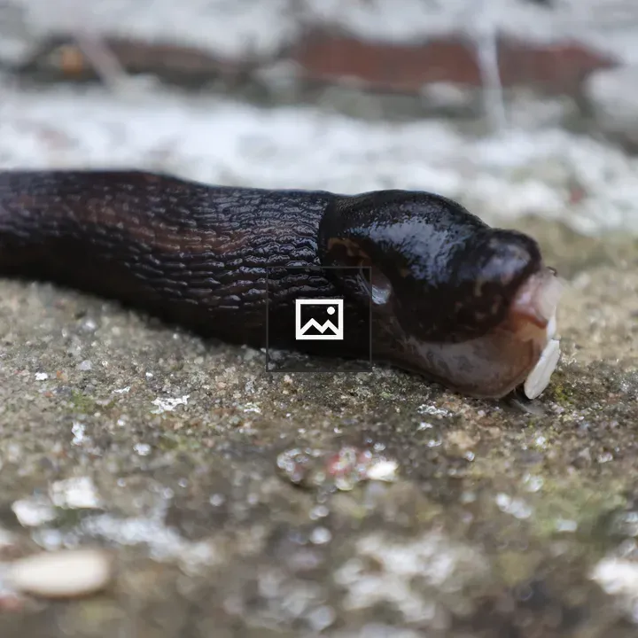 Slug Eating a Sunflower Heart