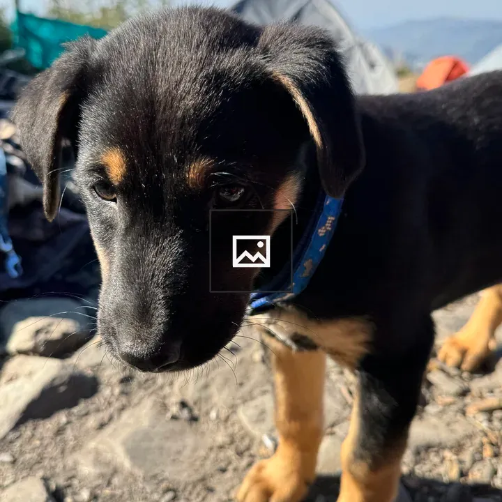 Puppy on Rocky Ground