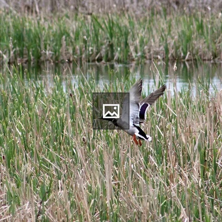 Mallard Duck Over Rushes