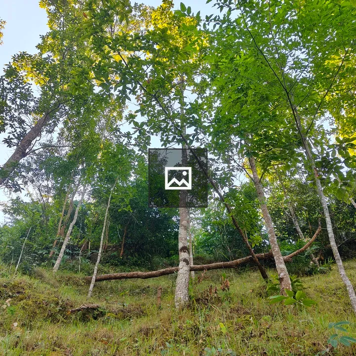Green Forest Under Blue Sky