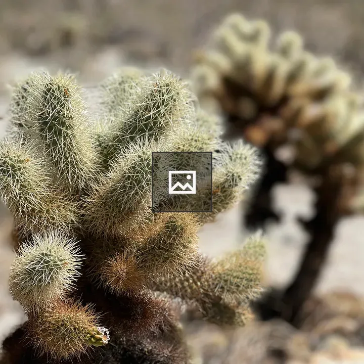 Prickly teddy bear cactus
