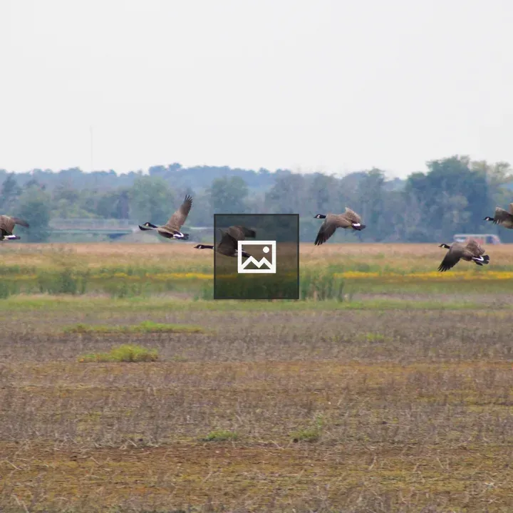 Canada Geese in Flight over Wildlife Refuge