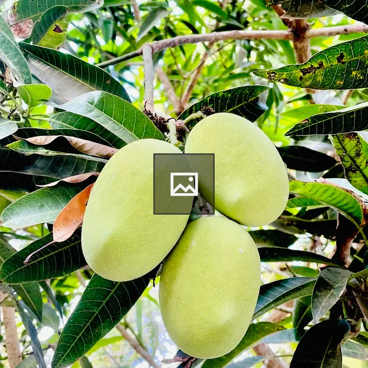Tender Mangoes on Branch