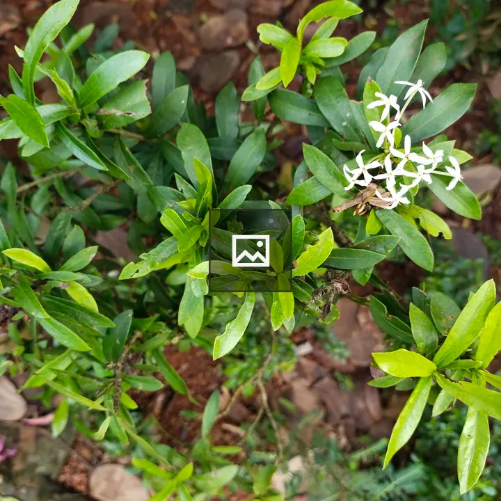 Ixora chinensis flower