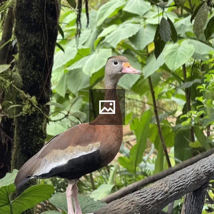 Black-bellied Whistling Duck