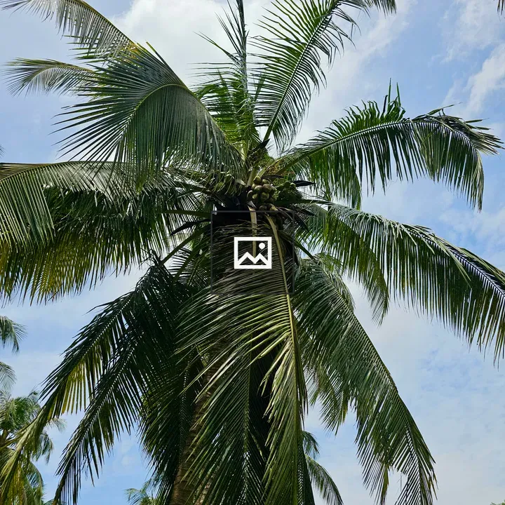 Coconut Palm in Kerala Portrait