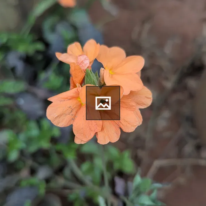Orange flower close-up