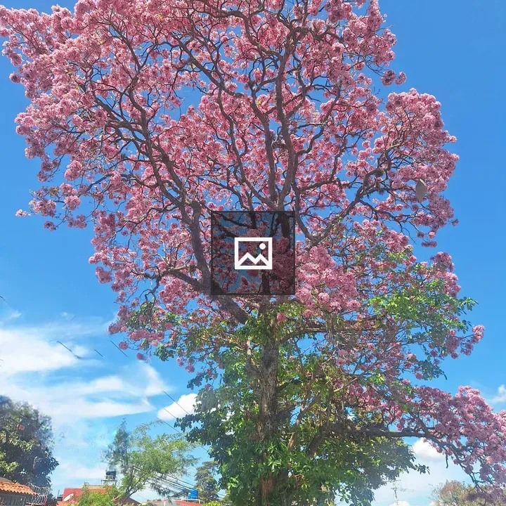 Pink flowering tree against blue sky