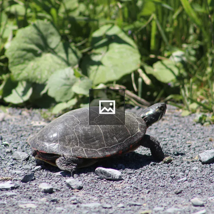 Turtle on a Path