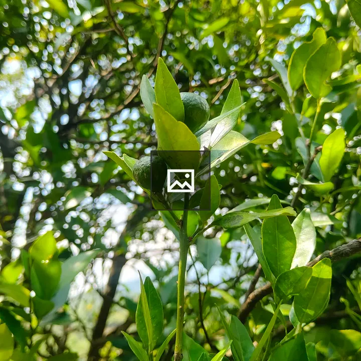 Lush citrus leaves with fruit