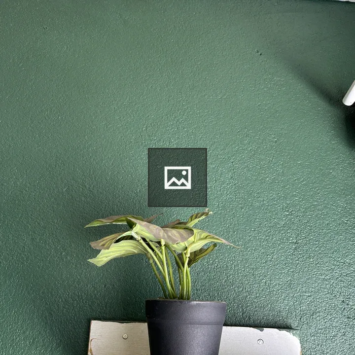 Small potted plant with green leaves