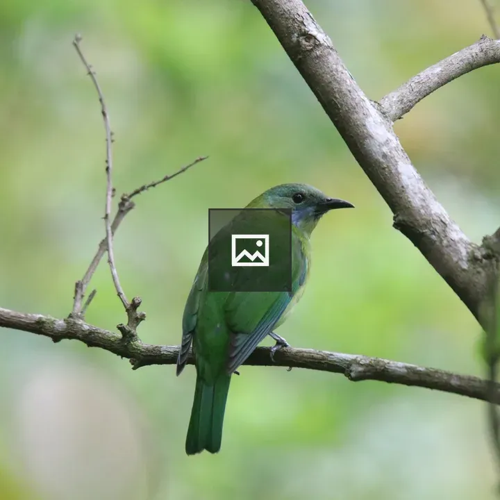 Green leafbird on twig