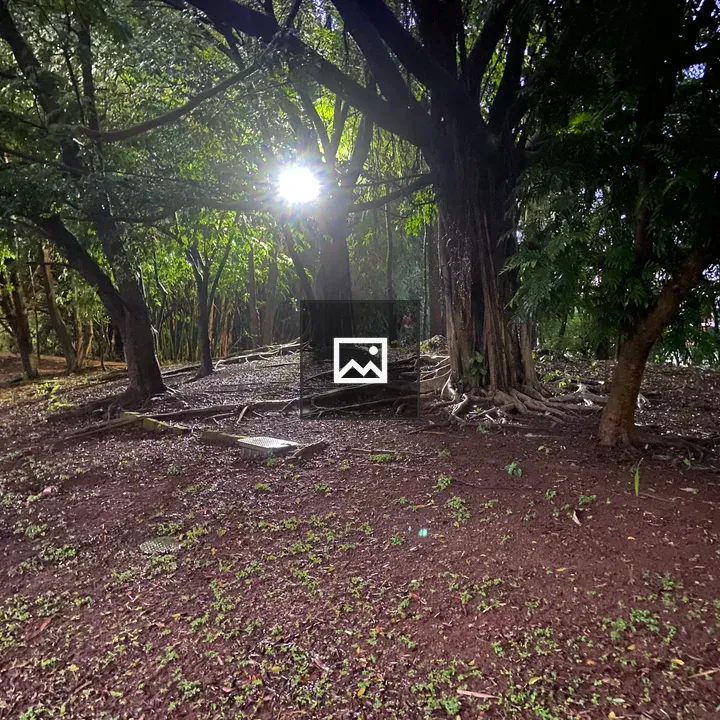 Light through tree root