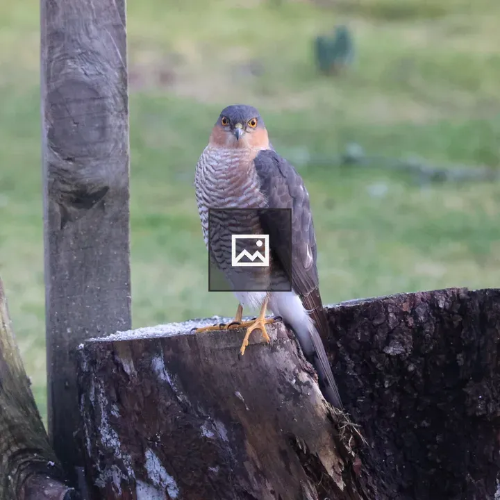 Sparrowhawk on a Tree Stump