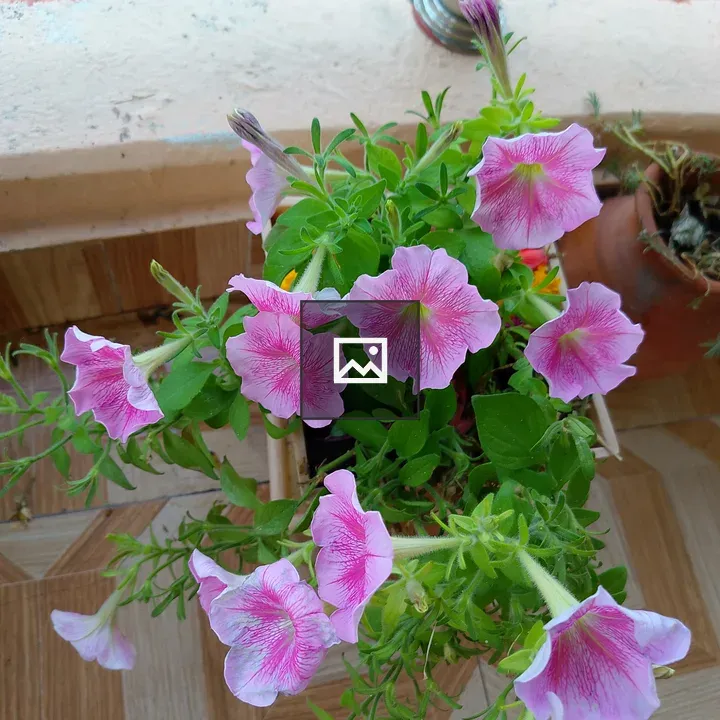Floral arrangement with petunias