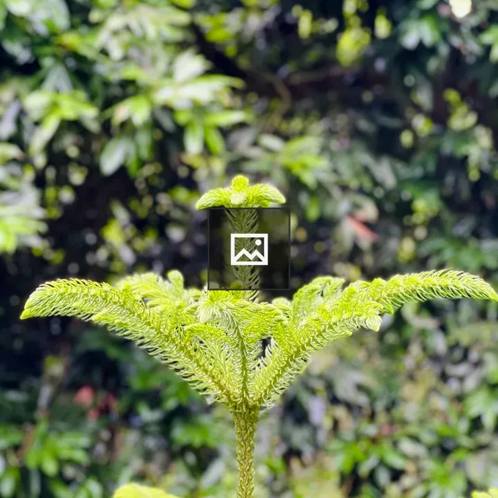 Norfolk Island pine sapling top