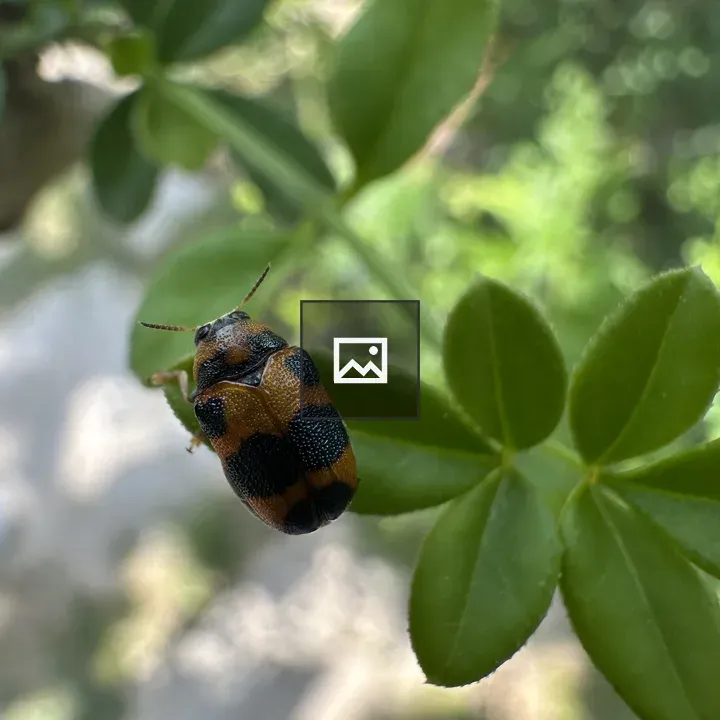 Close-up Beetle on Leaf