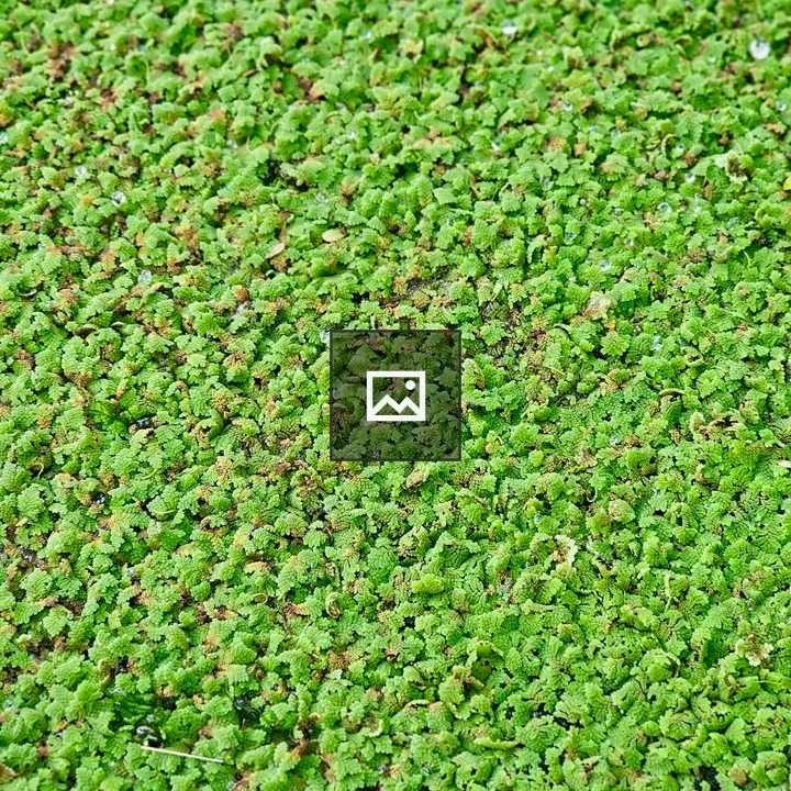 Green Azolla Carpet on Water