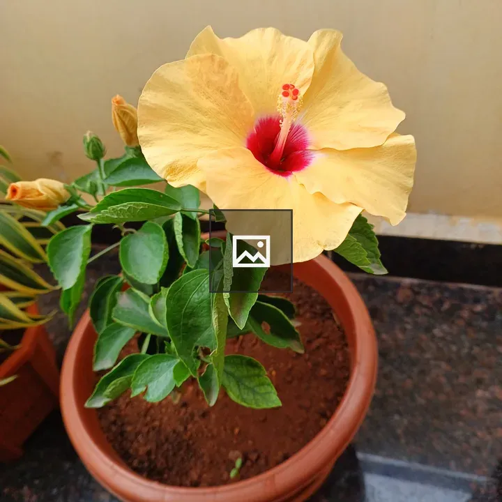 Bright yellow hibiscus flower