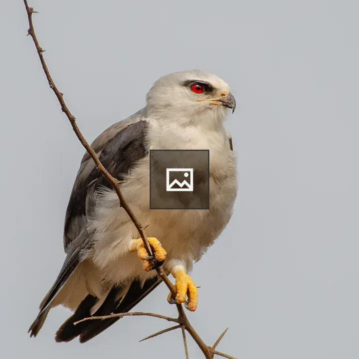 Black Winged Kite on Branch