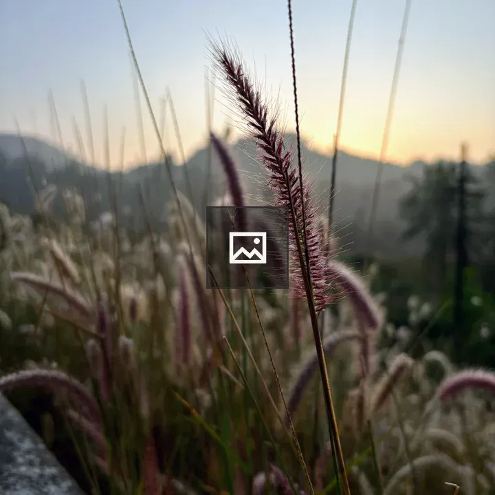 Rising Sun Behind Hills with Purple Grass