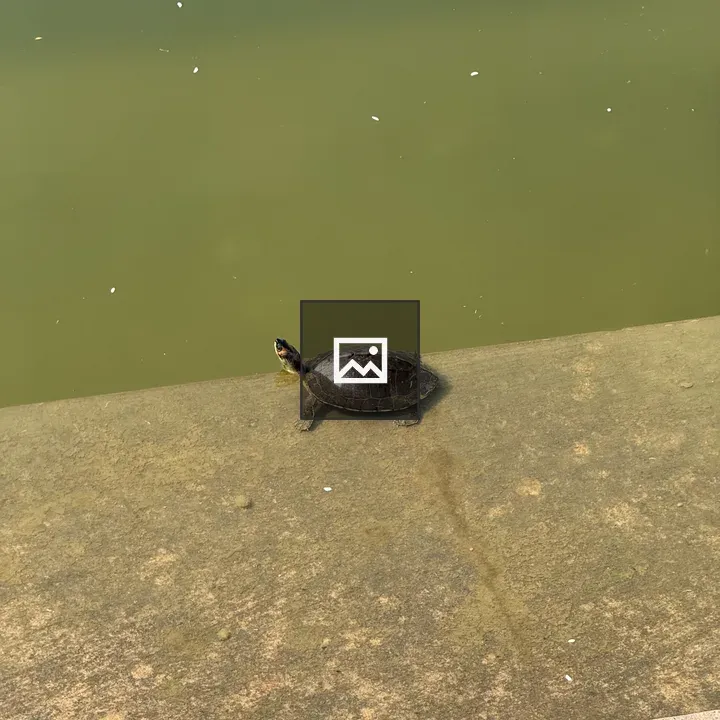 Turtle on a Ledged Bank