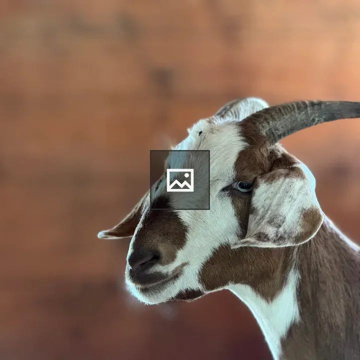 Angora Goat in a Barn