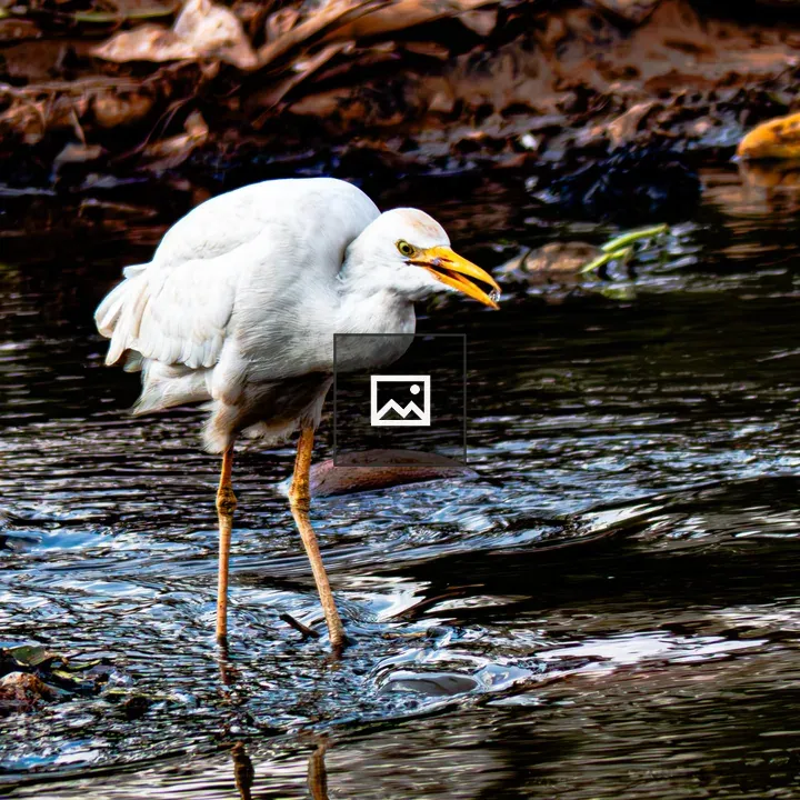 Cattle Egret in Shallow Water