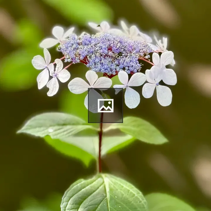 White flower with purple center