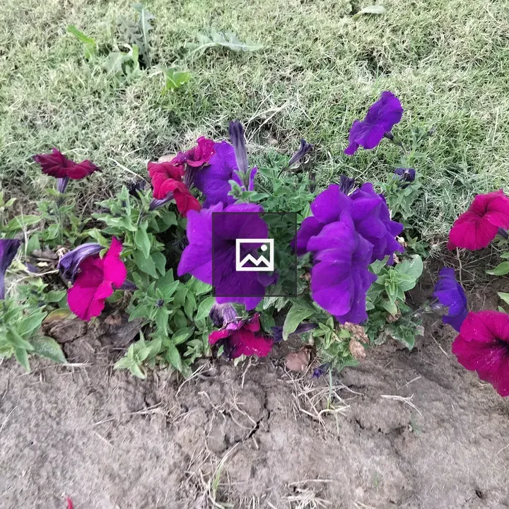 Petunia cluster at grass edge