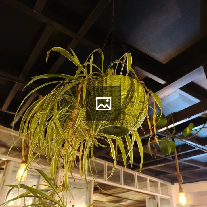 Green Hanging Plant Basket