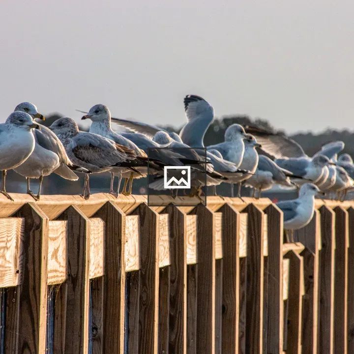 Row of seagulls on pier railing