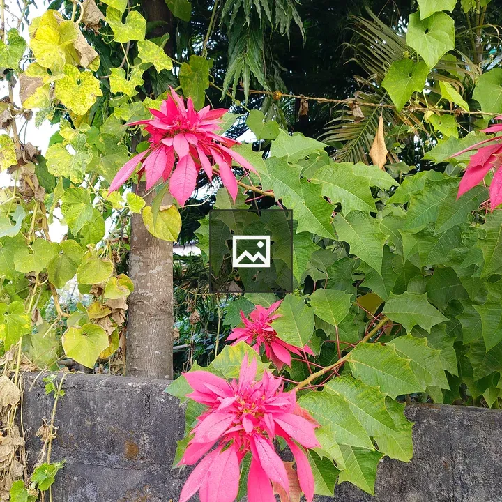 Bright pink flowers cluster