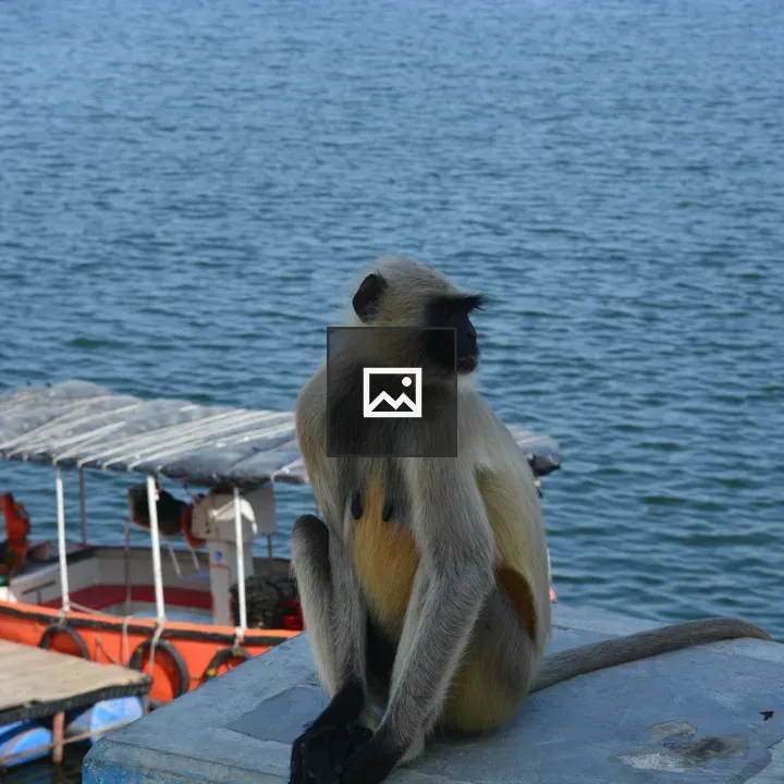 Monkey by Boat on Lake Jaisamand