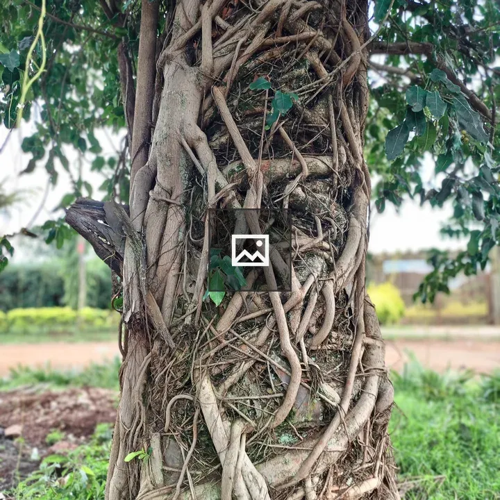 Tree trunk with aerial roots