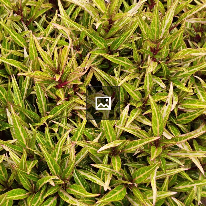 Variegated plant close-up