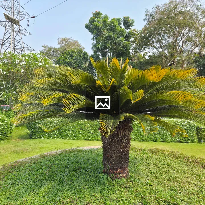 Tall palm-like plant in garden