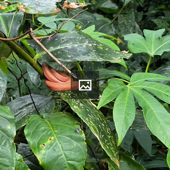 Orange snake resting on a leaf